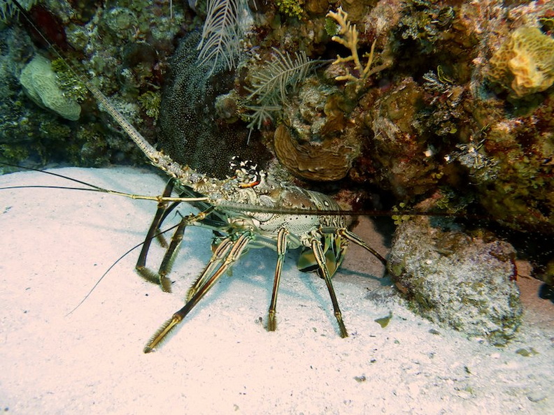 060 Spiny Lobster IMG_5405.jpg